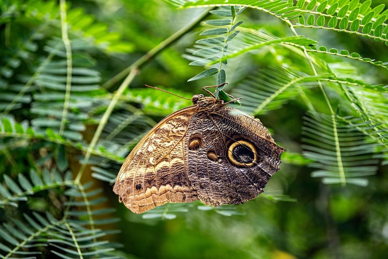 Butterfly Effect Regulations